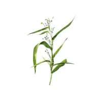 Job's Tears | Grain plant Name in English