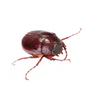 Junebug | J letter things names in English