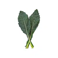Kale | Vegetables Plants Names