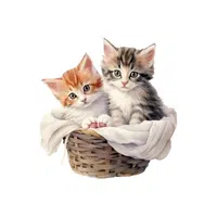 Kitten | thing that start with K