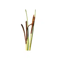 Kodo Millet | Grain plant Name in English