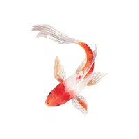 Koi Fish | K letter Things Names in English