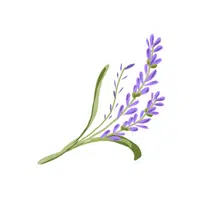 Lavender | L letter thing name in English