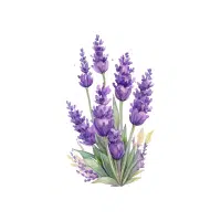 Lavender | Flower Plant Name in English