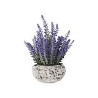 Lavender | Herb Name in English