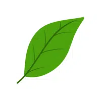 Leaf | L letter thing name in English