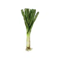 Leek | Vegetables Plants Names