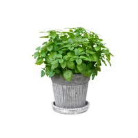 Lemon Balm | Herb Name in English