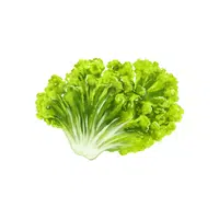 Lettuce | Vegetable plant name