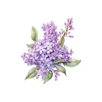 Lilac | Flower Plant Name in English