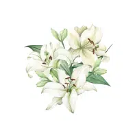 Lily | Flower Plant Name in English