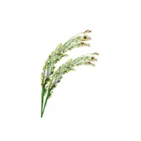 Little Millet | Grain plant Name in English