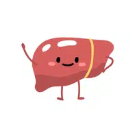 Liver | L letter thing name in English