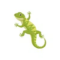 Lizard | L letter things names in English