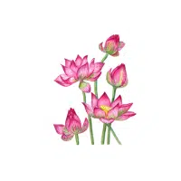 Lotus | Flower Plant Name in English