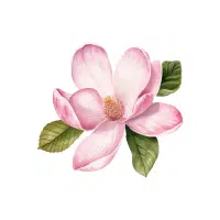 Magnolia | Flowers Plants Names in English