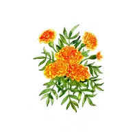Marigold | Flowers Plants Names in English