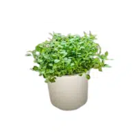 Marjoram | Herb Name in English