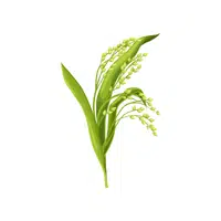 Millet | Grain plant Name in English