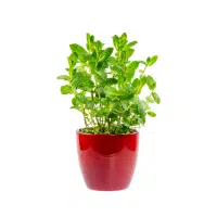 Mint | Herbs Plants Names in English
