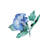 Morning Glory | Flowers Plants Names in English