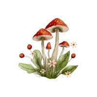 Mushroom | M letter things for Kids in English