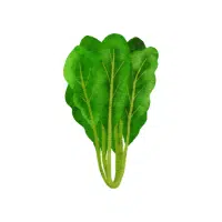Mustard Greens | vegetable plant name