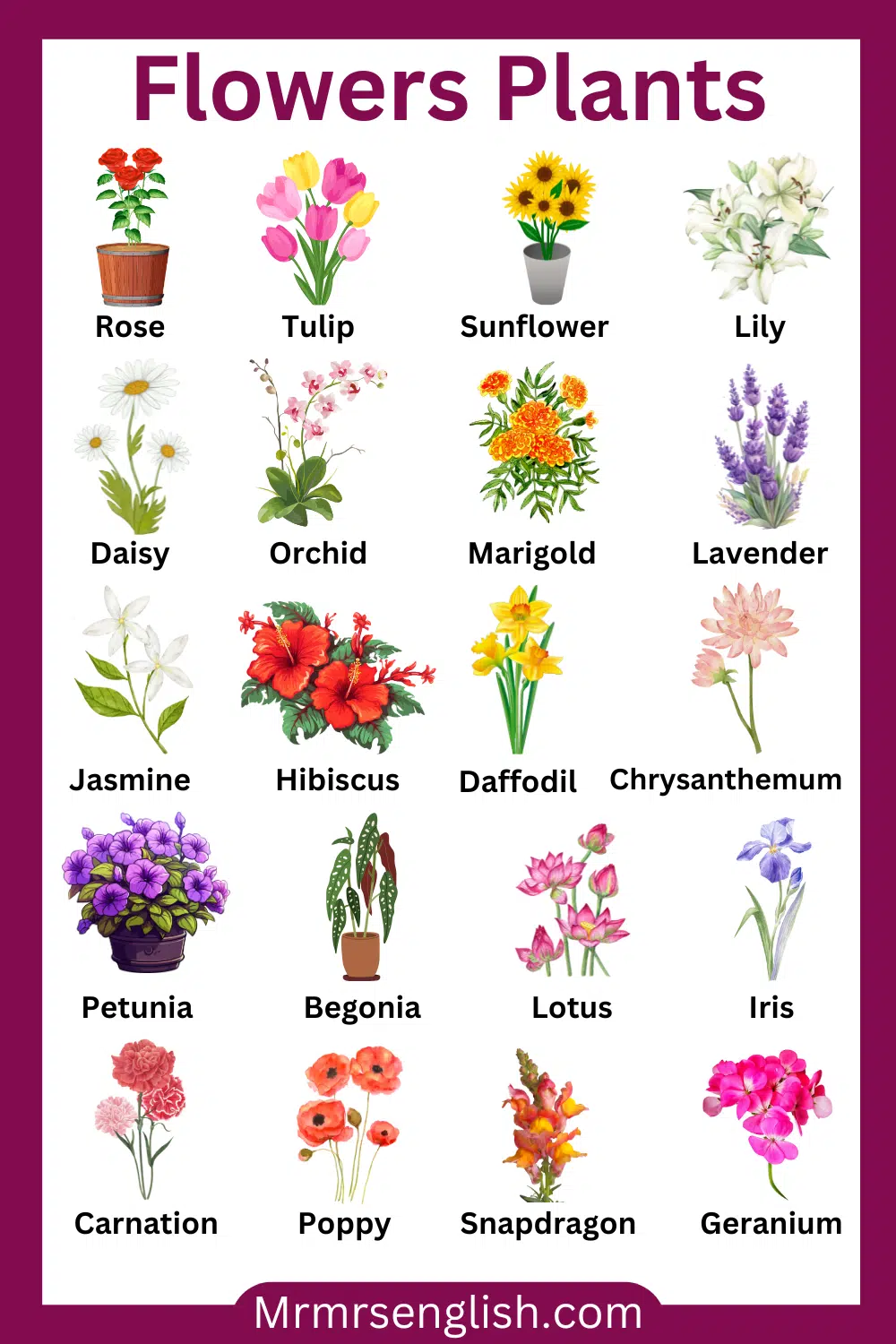 Names and Pictures of Flowers Plants