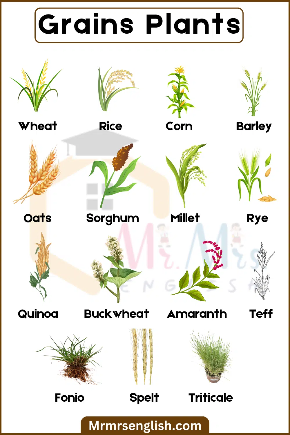 Names and Pictures of Grains plants