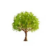 Oak Tree | O letter things for kids