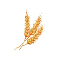 Oats | Grain plant Name in English