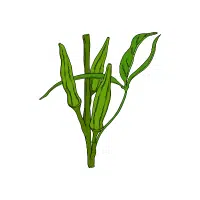 Okra (Ladyfinger) | Vegetable Plant Name
