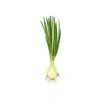 Onion | Vegetable Plant Name