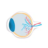 Optic Nerve | thing for kids