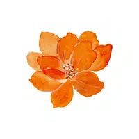 Orange Flower | thing for kids