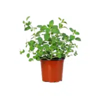 Oregano | Herb Name in English
