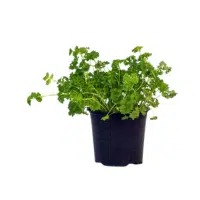 Parsley | Herb Name in English