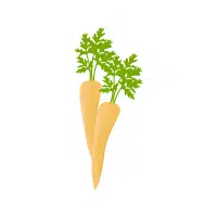 Parsnip | Vegetable Plant Name