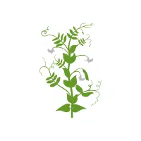 Peas | Vegetable Plant Name
