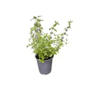 Pennyroyal | Herbs Plants Names in English
