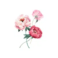 Peony | Flowers Plants Names in English