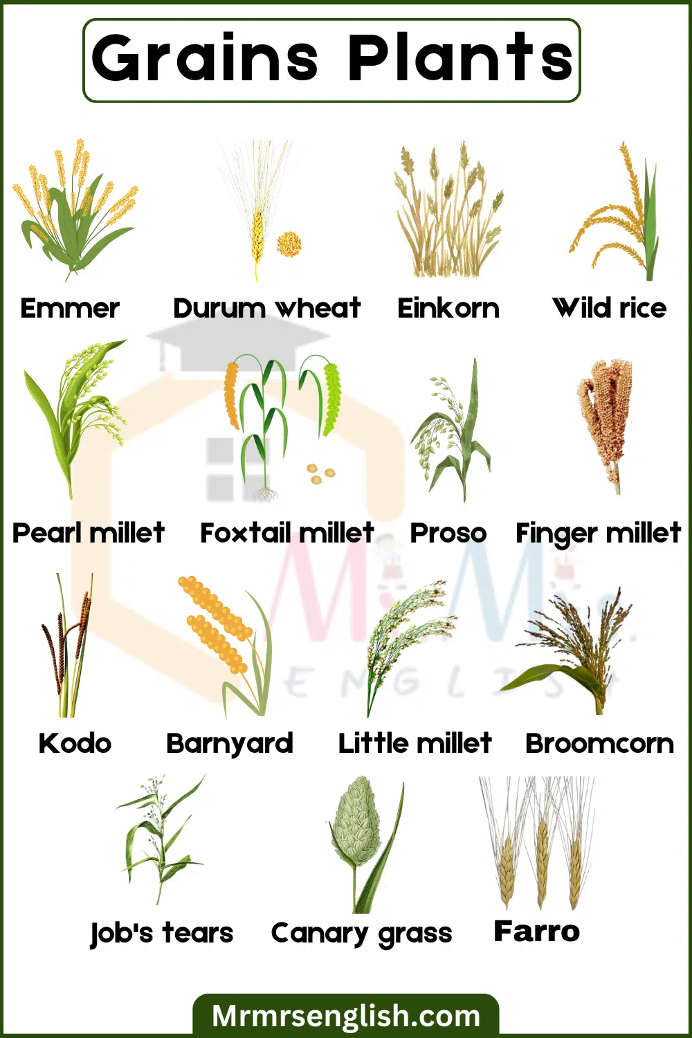 Pictures and names of Grains Plants
