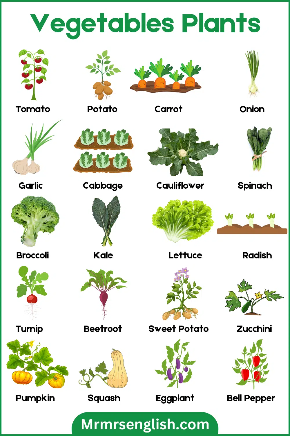 Pictures with Names of Vegetables Plants
