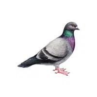 Pigeon | P letter thing Name for Kids
