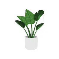Plant | P letter thing Name for Kids