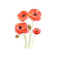 Poppy | Flowers Plants Names in English