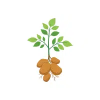 Potato | Vegetable Plant Name