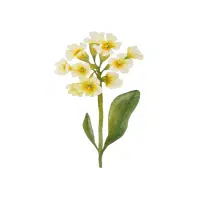 Primrose | Flowers Plants Names in English