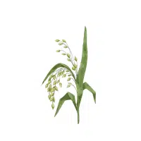 Proso Millet | Grain plant Name in English