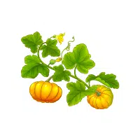 Pumpkin | Vegetable Plant Name